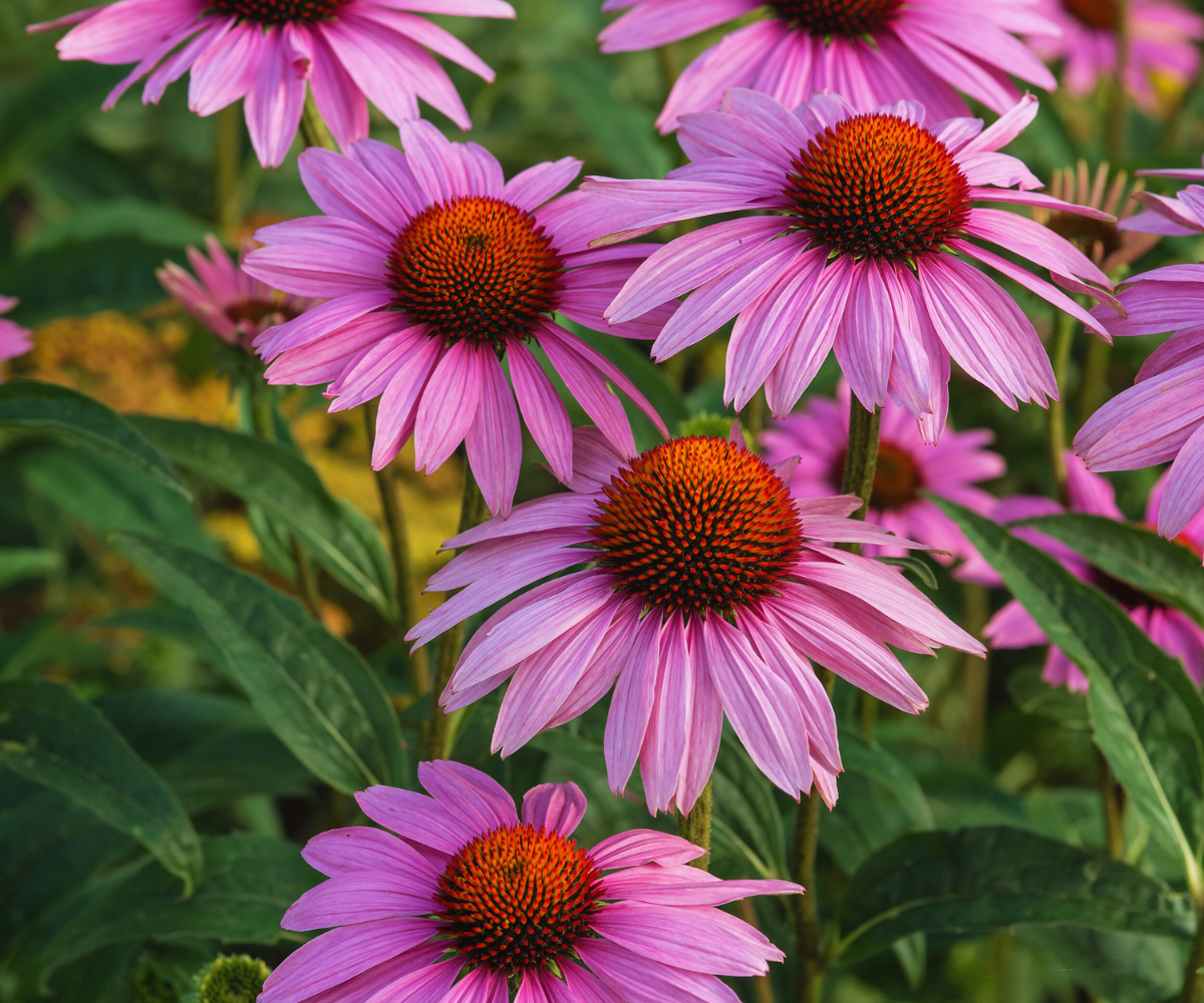 Echinacea purpurea: Natürliches Heilmittel zur Stärkung des Immunsystems