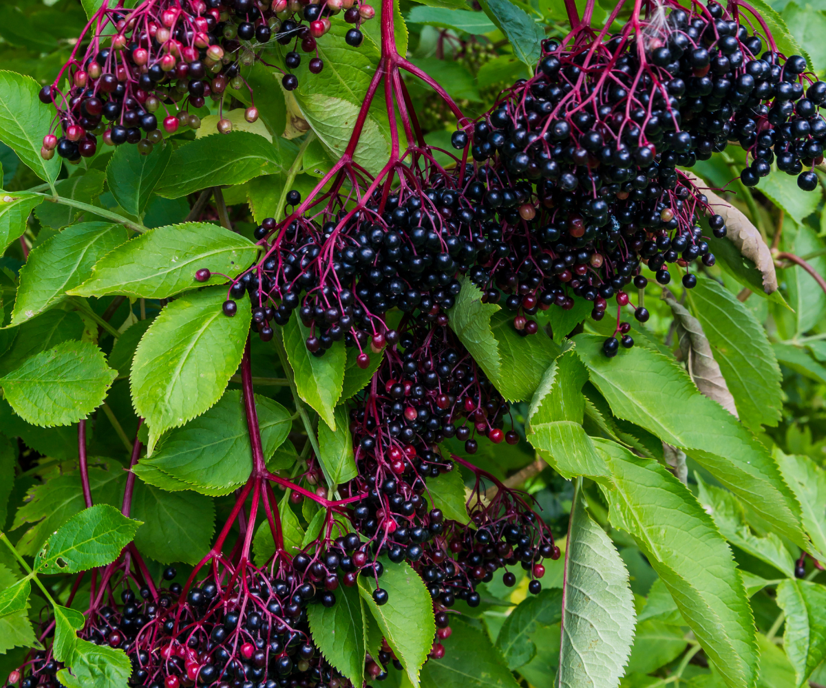 Holunderbeeren Extrakt: Natürliches Mittel zur Stärkung des Immunsystems und Erkältungsvorbeugung