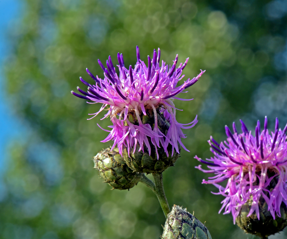 Mariendistel: Ein kraftvolles Naturheilmittel zur Unterstützung der Lebergesundheit