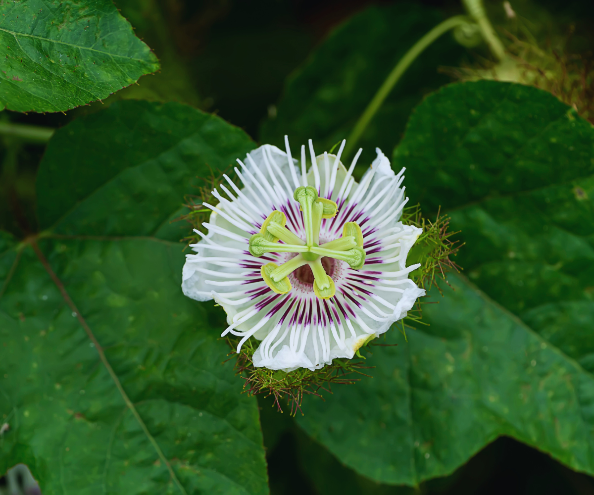 Passionsblumenextrakt: Natürliche Unterstützung für Entspannung und besseren Schlaf