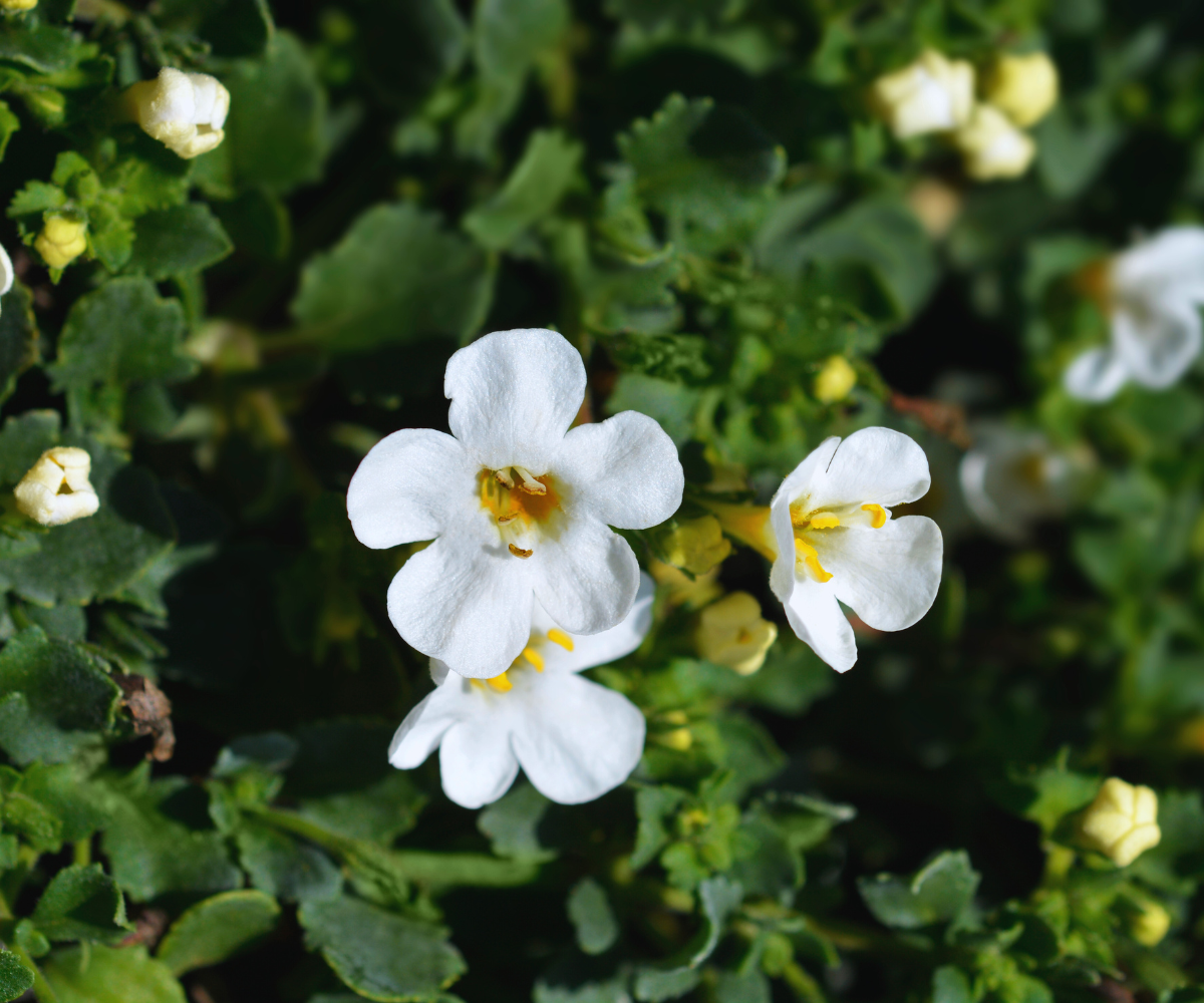 Bacopa Monnieri: Ein natürlicher Booster für Gedächtnis und kognitive Leistung