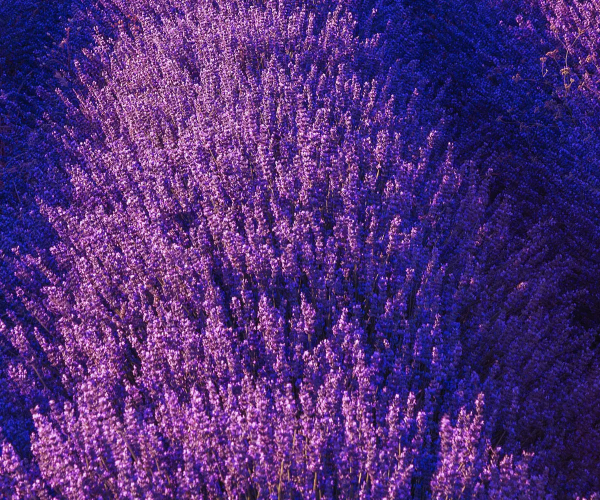 Lavendel: Natürlich entspannen & besser schlafen